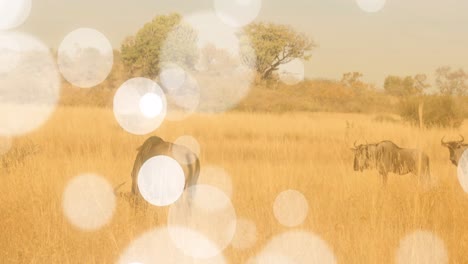 Animation-of-spots-over-antelopes-on-savanna