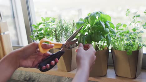 Video-of-hands-of-biracial-woman-cutting-herbs-with-scissors