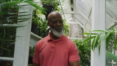 Glücklicher-älterer-Afroamerikanischer-Mann,-Der-Pflanzen-Im-Gewächshaus-Betrachtet