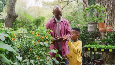 Happy-senior-african-american-man-with-his-grandson-looking-at-plants-in-garden