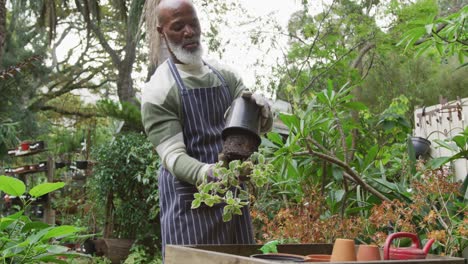 Happy-senior-african-american-man-holding-flowerpot-and-potting-up-plant-in-garden