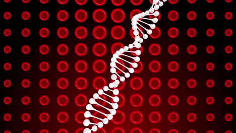 Animation-of-dna-over-red-cells-on-rd-background