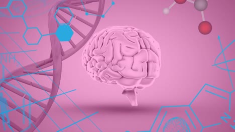 Animation-of-chemical-formulas-over-brain,-dna-and-molecules-on-pink-background