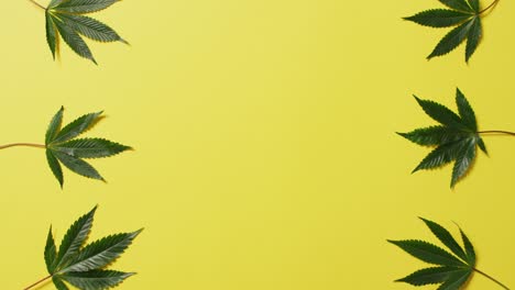 Video-Von-Marihuanablättern-Auf-Gelbem-Hintergrund