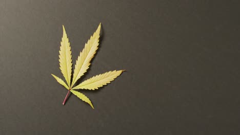 Video-Von-Marihuanablatt-Auf-Grauem-Hintergrund