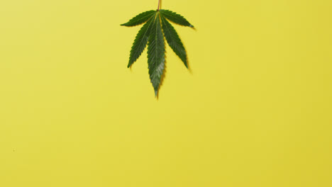 Video-Von-Marihuanablatt-Auf-Gelbem-Hintergrund