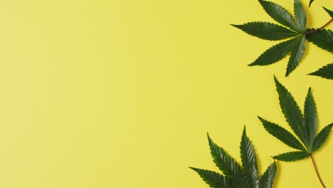 Video-Von-Marihuanablättern-Auf-Gelbem-Hintergrund