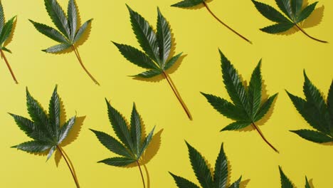 Video-of-marijuana-leaves-on-yellow-background