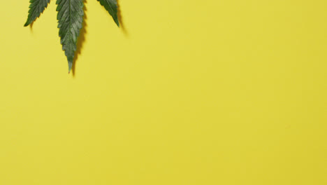 Video-of-marijuana-leaf-on-yellow-background