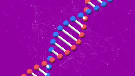 Animation-of-red-and-blue-dna-rotating-with-connecting-dots,-on-purple-background