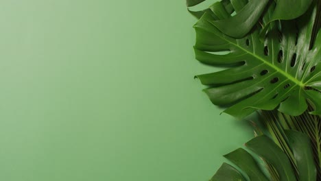 Animation-Grüner,-üppiger-Blätter-Auf-Grünem-Hintergrund-Mit-Kopierraum