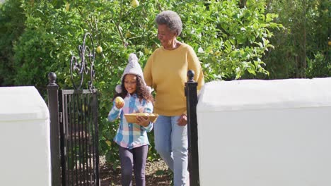 Video-Einer-Glücklichen-Afroamerikanischen-Enkelin-Und-Großmutter,-Die-Zitronen-Im-Garten-Sammeln