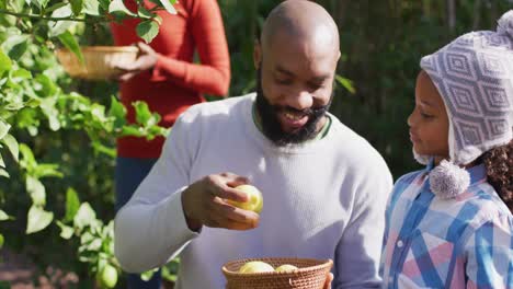 Video-of-happy-african-american-father-and-daughter-picking-lemons-in-garden
