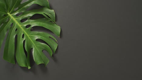 Grünes-Monstera-Pflanzenblatt-Auf-Dunkelgrauem-Hintergrund-Mit-Kopierraum