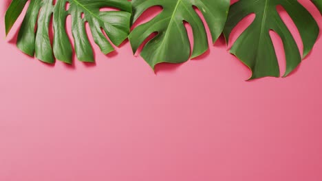 Grüne-Monstera-Pflanzenblätter-Auf-Rosa-Hintergrund-Mit-Kopierraum