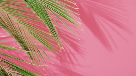 Green-palm-leaves-and-shadow-on-pink-background-with-copy-space