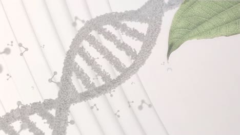 Animation-of-molecules-and-dna-strand-over-leaf-on-white-background