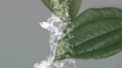 Animation-of-network-of-connections-over-close-up-of-leaves-against-grey-background