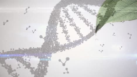 Animation-Von-DNA-Und-Molekularen-Strukturen-über-Nahaufnahme-Von-Blättern-Vor-Grauem-Hintergrund