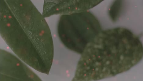 Animation-Von-Molekülen-Und-DNA-Strang-über-Blättern-Auf-Weißem-Hintergrund