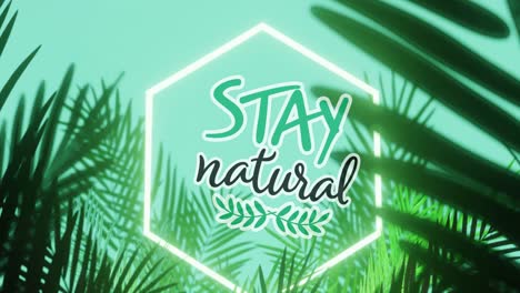 Animation-of-stay-natural-text-and-logo-in-white-hexagon,-with-palm-leaves-on-aqua-blue-background