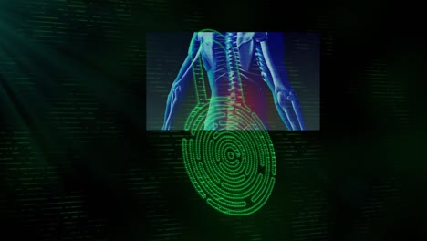 Animation-Des-Sicherheitsvorhängeschloss-Symbols-Und-Des-Menschlichen-Körpermodells-über-Grünem-Lichtfleck-Auf-Schwarzem-Hintergrund