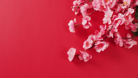 Video-of-close-up-of-cherry-blossom-on-red-background
