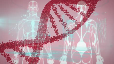 Animation-of-dna-strand-and-data-processing-over-human-models-on-red-background