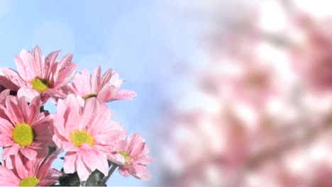 Animation-of-light-spots-over-pink-flowers-on-blurred-background