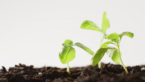 Video-of-green-seedlings-growing-in-dark-soil,-on-white-background-with-copy-space