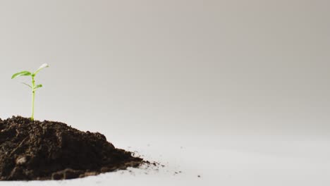 Video-of-green-seedling-growing-in-mound-of-dark-soil,-on-grey-background-with-copy-space