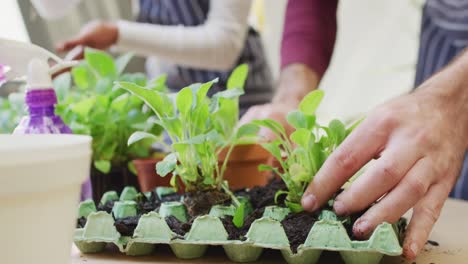 Vídeo-De-La-Sección-Media-De-Una-Pareja-Diversa-Plantando-Plántulas-En-Cartones-De-Huevos-En-Casa,-Con-Espacio-Para-Copiar