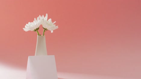 Video-of-white-flowers-in-vase-and-card-with-copy-space-on-pink-background
