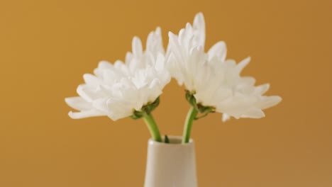 Video-of-white-flowers-in-vase-with-copy-space-on-yellow-background