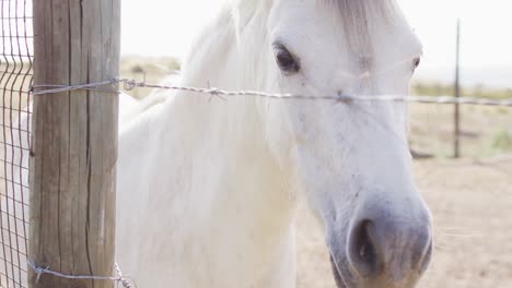 Close-up-of-white-horse-with-brown-eyes-at-farm,-slow-motion