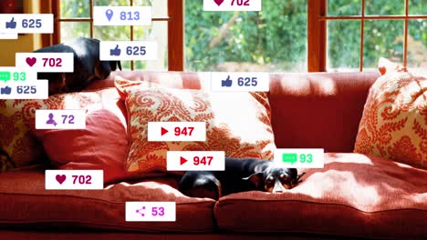 Animation-of-multiple-social-media-icons-over-two-dogs-lying-on-the-couch-at-home