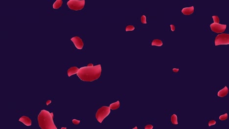 Animation-of-red-rose-petals-falling-on-black-background