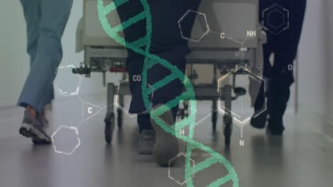 Animation-Eines-DNA-Strangs-Und-Medizinischer-Daten-über-Die-Beine-Von-Ärzten,-Die-Ein-Krankenhausbett-Im-Flur-Schieben