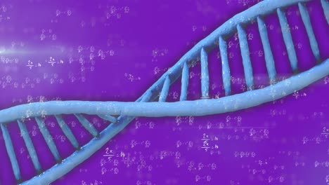 Animation-of-dna-strand-spinning-and-mathematical-data-processing-over-purple-background