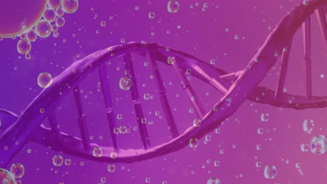 Animation-Von-Blasen-über-DNA-Strang-Auf-Violettem-Hintergrund