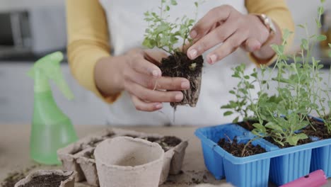 Hands-of-biracial-woman-planting-herb-seedlings-in-biodegradable-starter-pot,-in-slow-motion