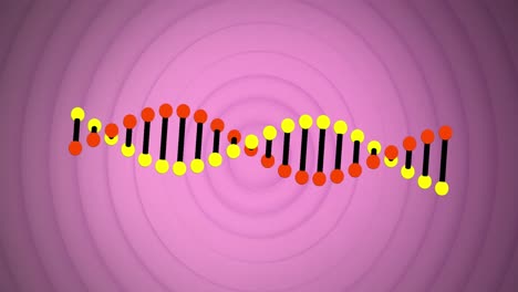 Animation-of-spinning-dna-structure-over-concentric-circles-against-purple-background