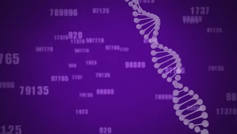 Animation-of-spinning-dna-structure-and-multiple-changing-numbers-against-purple-background