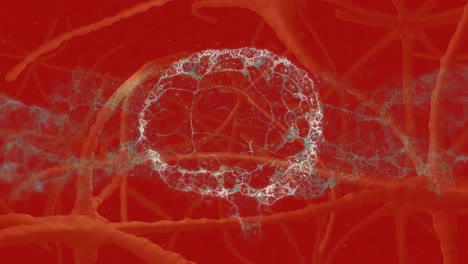 Animación-Del-Cerebro-Humano-Sobre-Conexiones-Del-Sistema-Nervioso-Sobre-Fondo-Rojo