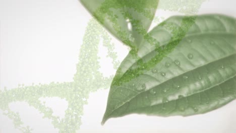 Animation-Der-DNA-Helix-über-Wasser,-Das-Aus-Blättern-Vor-Weißem-Hintergrund-Fällt