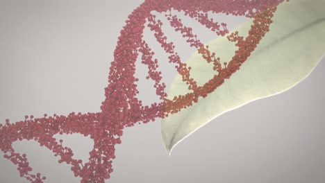 Animation-Eines-DNA-Strangs,-Der-Sich-über-Ein-Blatt-Dreht