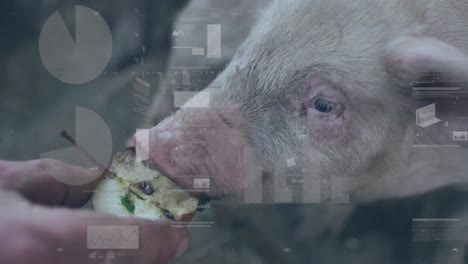 Animation-Der-Finanzdatenverarbeitung-über-Schweinen