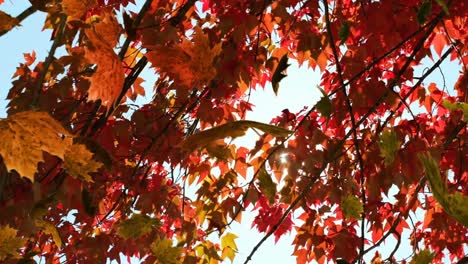 Animation-of-autumn-leaves-falling-over-tree-with-red-leaves