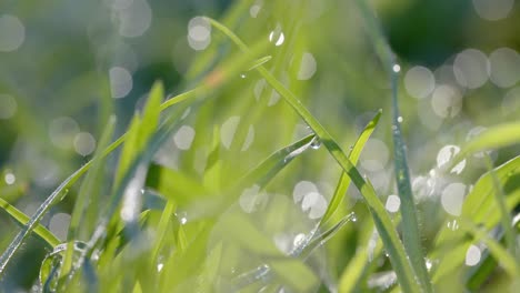 Close-up-of-backlit-grass-with-raindrops-on-sunny-day,-bokeh,-slow-motion