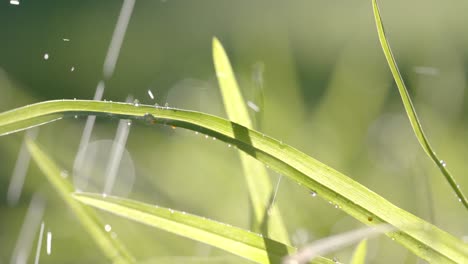 Close-up-of-backlit-grass-with-raindrops-on-sunny-day,-bokeh,-slow-motion